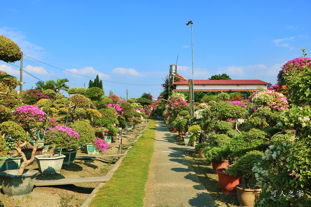 九重葛花牆,彰化景點