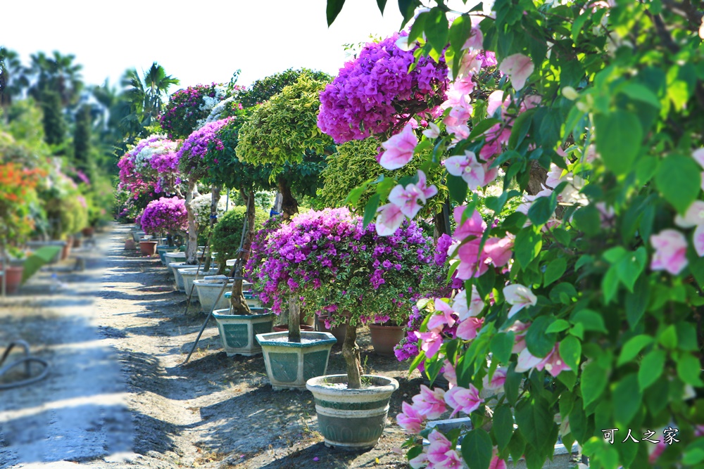 九重葛花牆,彰化景點