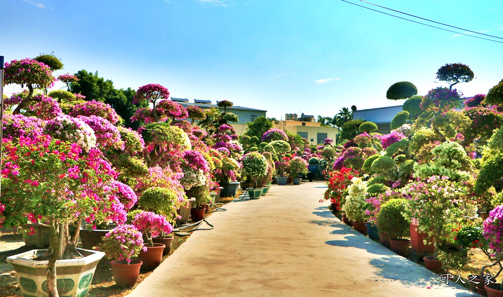 九重葛花牆,彰化景點 @可人之家