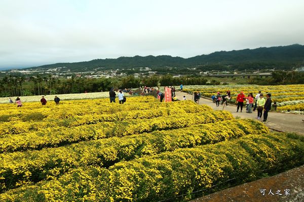 2017杭菊節,杭菊周邊景點推薦,杭菊怎麼去,杭菊最新花況,苗栗 銅鑼鄉,苗栗景點,苗栗杭菊2017,苗栗賞花,賞杭菊順遊景點 @可人之家