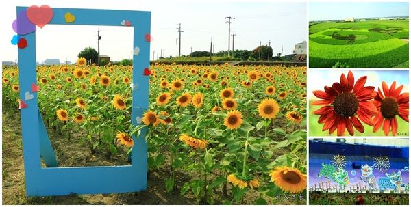 北海道太陽神花,向日葵花海,彰化縣花壇,永春村,稻田彩繪,花現花壇,荷蘭夏紅 @可人之家