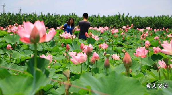 2017白何蓮花季,白河阿勃勒大道,荷花,蓮花,蓮花公園 @可人之家