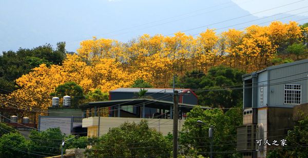 2017賞儀鈴木景點,三灣鄉景點,免費參觀,苗栗一日遊,苗栗何處去,苗栗北埔村,苗栗景點,苗栗景點推薦,苗栗秘境,苗栗縣景點,苗栗賞花,苗栗風鈴木,風鈴木 @可人之家