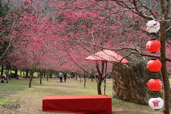 2017九族文化村櫻花季,南投景點,天理園,櫻花大道,櫻花季,櫻花林,櫻花湖,觀山樓 @可人之家