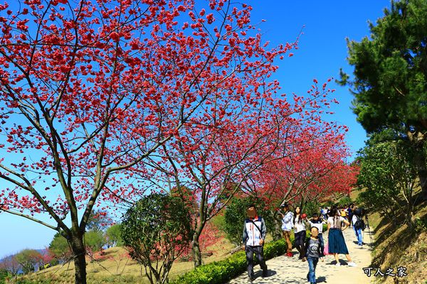 228何處去,228去那裡,免門票,八重櫻,季節限定,昭和櫻,獅潭鄉景點,苗栗,苗栗市,苗栗賞櫻景點,蓮臺山妙音淨苑,開放時間 @可人之家