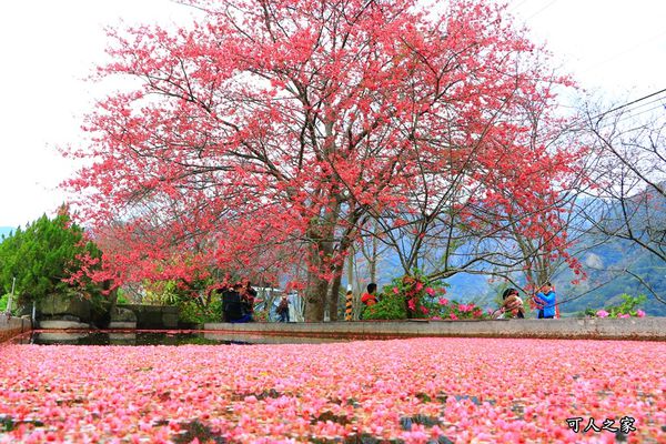 2017草坪頭,信義草坪頭,南投信義,櫻花季,草坪頭怎麼去,草坪頭接駁車,草坪頭櫻花季,賞櫻 @可人之家