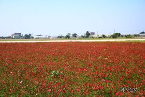 1512037797-486229e48e533764e5aacf66790a27b3 @可人之家 @可人之家