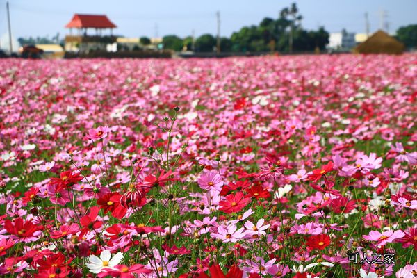 彰化花海,田中波斯菊,田中花海,稻草人藝術節,花海節 @可人之家