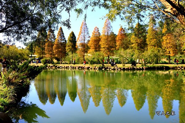 新竹六塘石柿餅,新竹景點,落羽松,落羽松步道 @可人之家