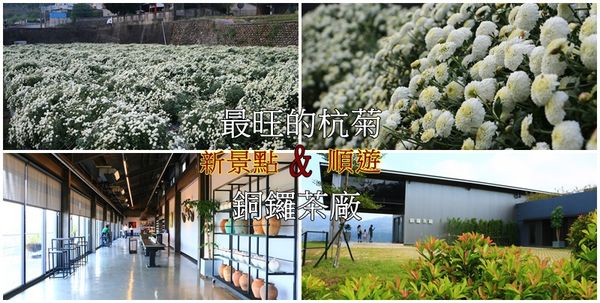 2016杭菊,一日遊,免費景點,文青小旅行,杭菊最新花況,賞花,銅鑼茶廠 @可人之家