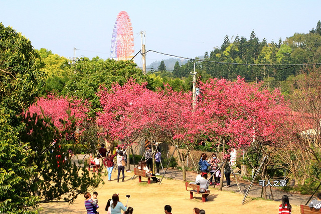 櫻花季,雲林古坑,雲林景點 @可人之家