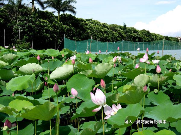 古早冰,賞荷花 @可人之家