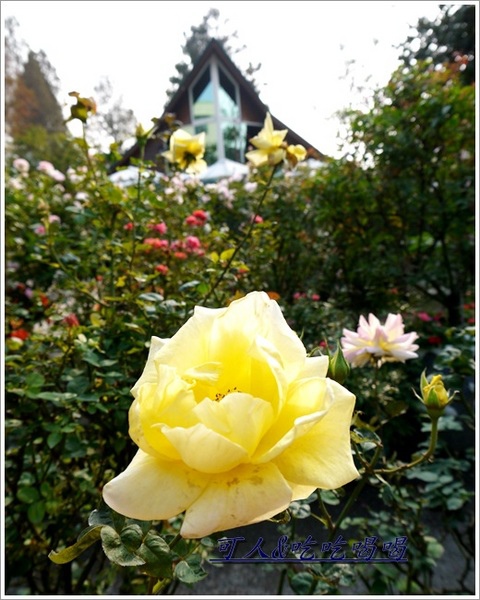 全得玫瑰莊園：&lt;田尾餐廳&gt;全得玫瑰莊園