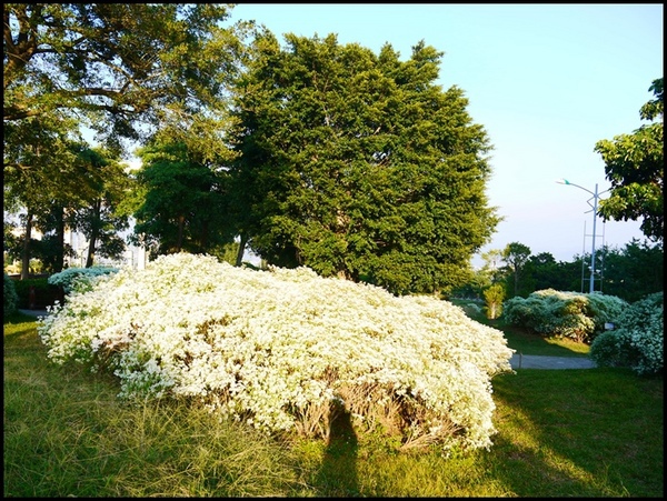 易經大學：&lt;南投景點&gt;寒流來襲讓南投山區偷偷下雪啦~「易經大學」