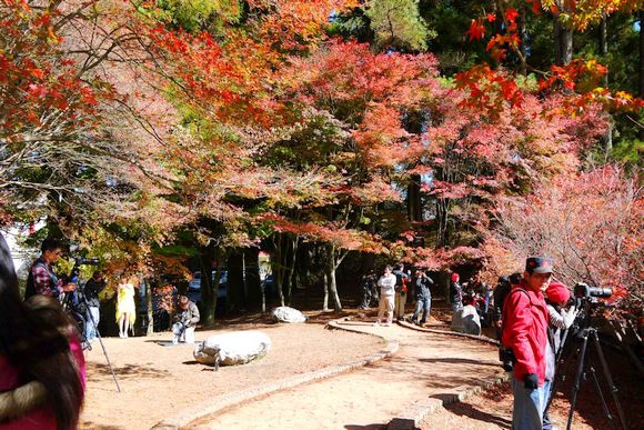 福壽山農場：楓情萬種~福壽山農場