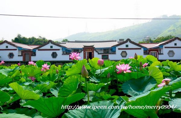 古厝,清水,賞荷 @可人之家