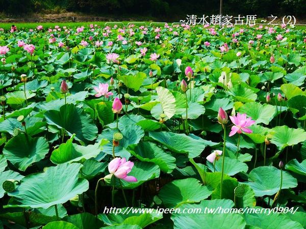 荷花：賞荷新密境~清水趙家古厝荷花池