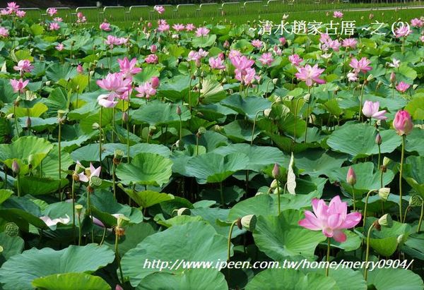 荷花：賞荷新密境~清水趙家古厝荷花池