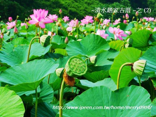 荷花：賞荷新密境~清水趙家古厝荷花池