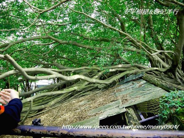 安平樹屋：探險的好去處~~安平樹屋&德記洋行