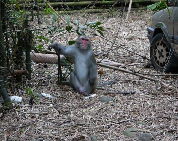 二水台灣獮猴區：真的是猴嘸這安捏~~二水豐柏廣場登山步道