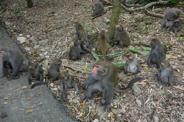 二水台灣獮猴區：真的是猴嘸這安捏~~二水豐柏廣場登山步道