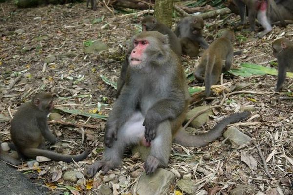 二水台灣獮猴區：真的是猴嘸這安捏~~二水豐柏廣場登山步道