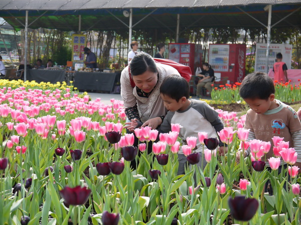 中社觀光花市：中社花園之旅