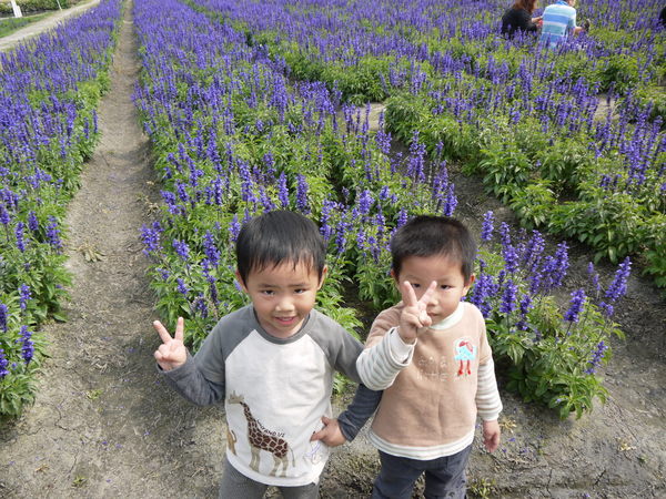 中社觀光花市：中社花園之旅