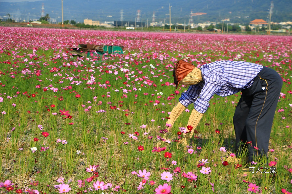 2017稻草人藝術節、田中景點、彰化田中,熊愛稻田中、接駁時間地點、稻草人、田中火車站、望高瞭、田中周邊景點、田中美食