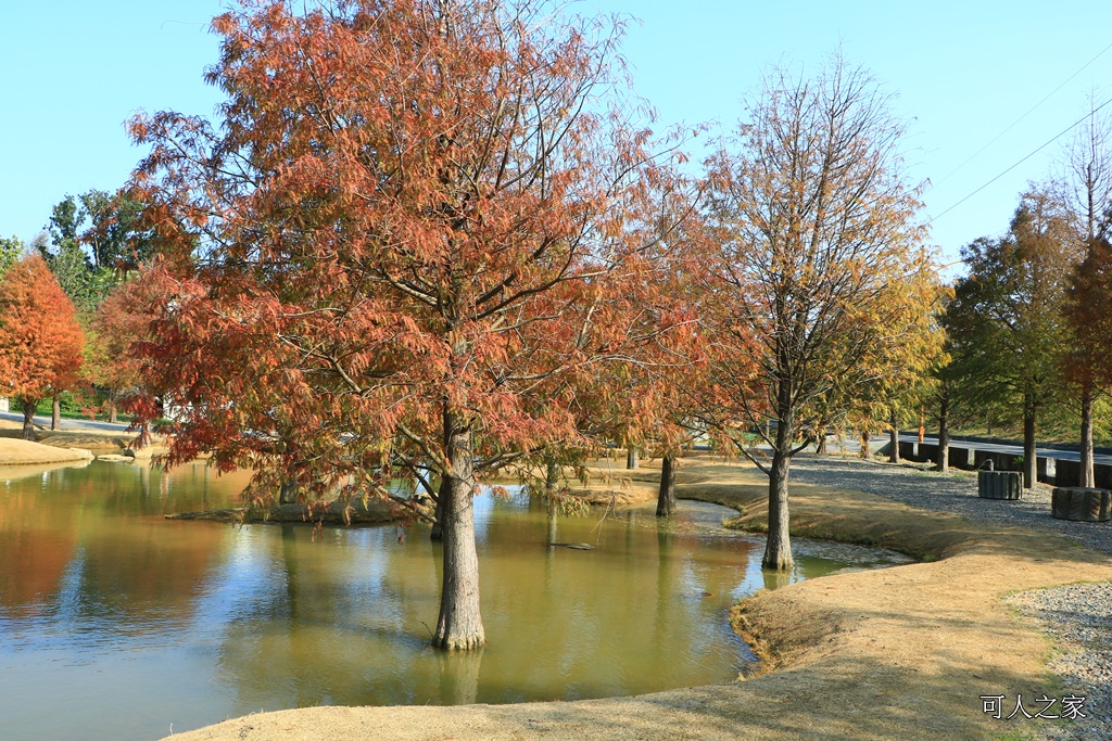 水漾森林,私房秘境,肉與鬆,虎尾一日遊,虎尾旅行,虎尾景點,虎尾私房景點,虎尾落羽松,青埔路落羽松