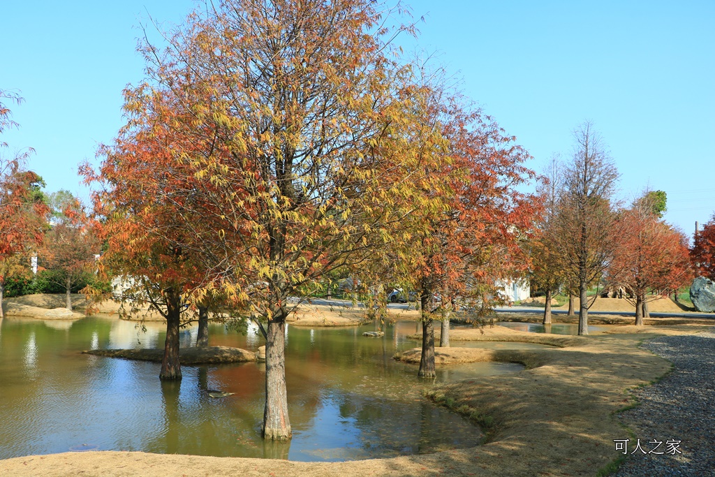 水漾森林,私房秘境,肉與鬆,虎尾一日遊,虎尾旅行,虎尾景點,虎尾私房景點,虎尾落羽松,青埔路落羽松