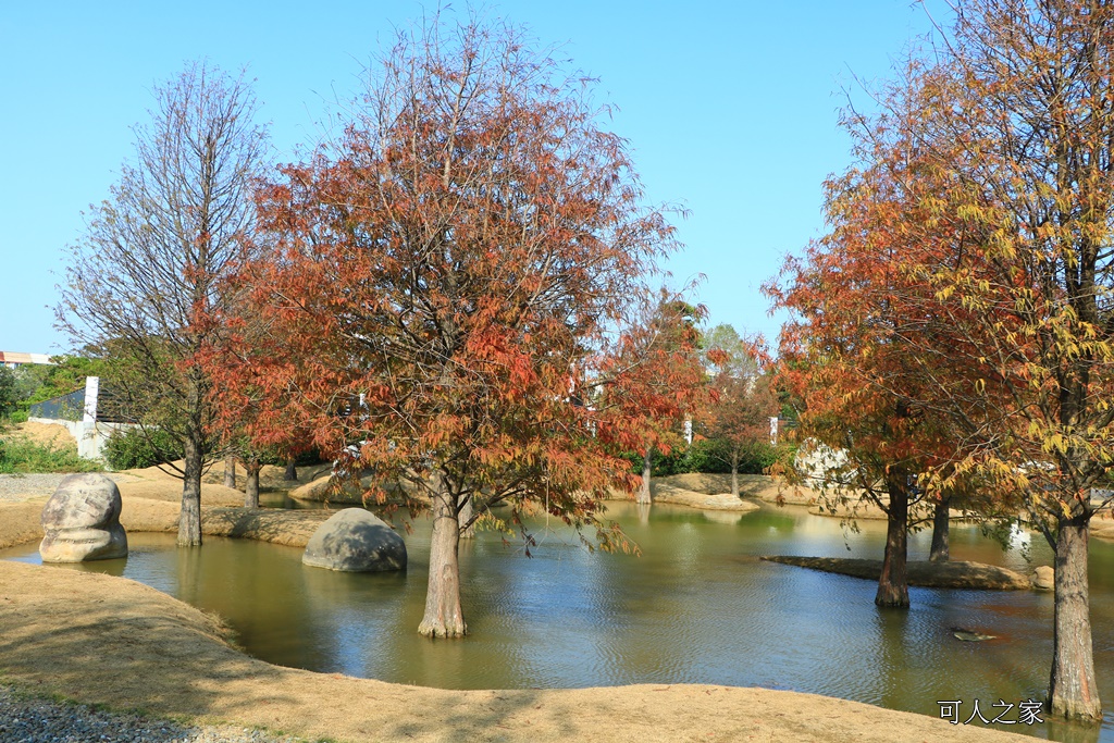 水漾森林,私房秘境,肉與鬆,虎尾一日遊,虎尾旅行,虎尾景點,虎尾私房景點,虎尾落羽松,青埔路落羽松