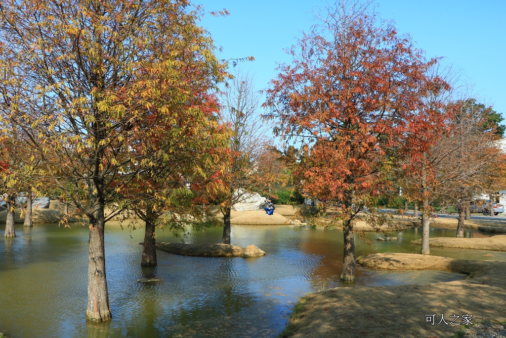 水漾森林,私房秘境,肉與鬆,虎尾一日遊,虎尾旅行,虎尾景點,虎尾私房景點,虎尾落羽松,青埔路落羽松