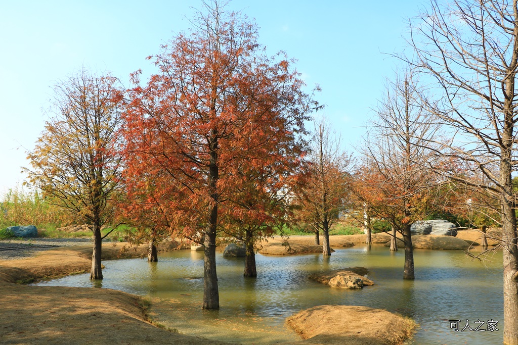 水漾森林,私房秘境,肉與鬆,虎尾一日遊,虎尾旅行,虎尾景點,虎尾私房景點,虎尾落羽松,青埔路落羽松