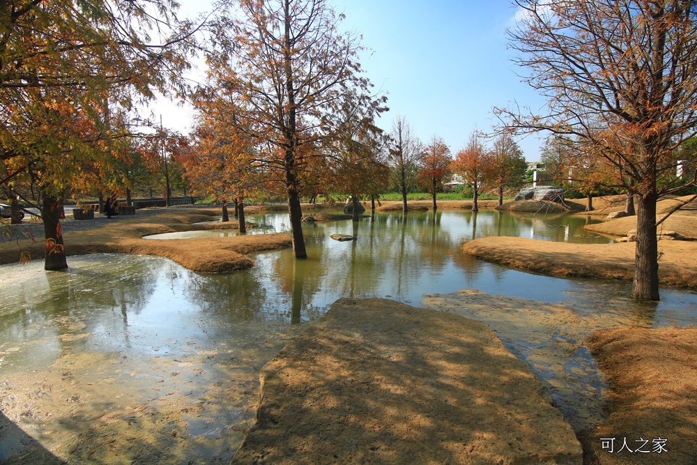 水漾森林,私房秘境,肉與鬆,虎尾一日遊,虎尾旅行,虎尾景點,虎尾私房景點,虎尾落羽松,青埔路落羽松