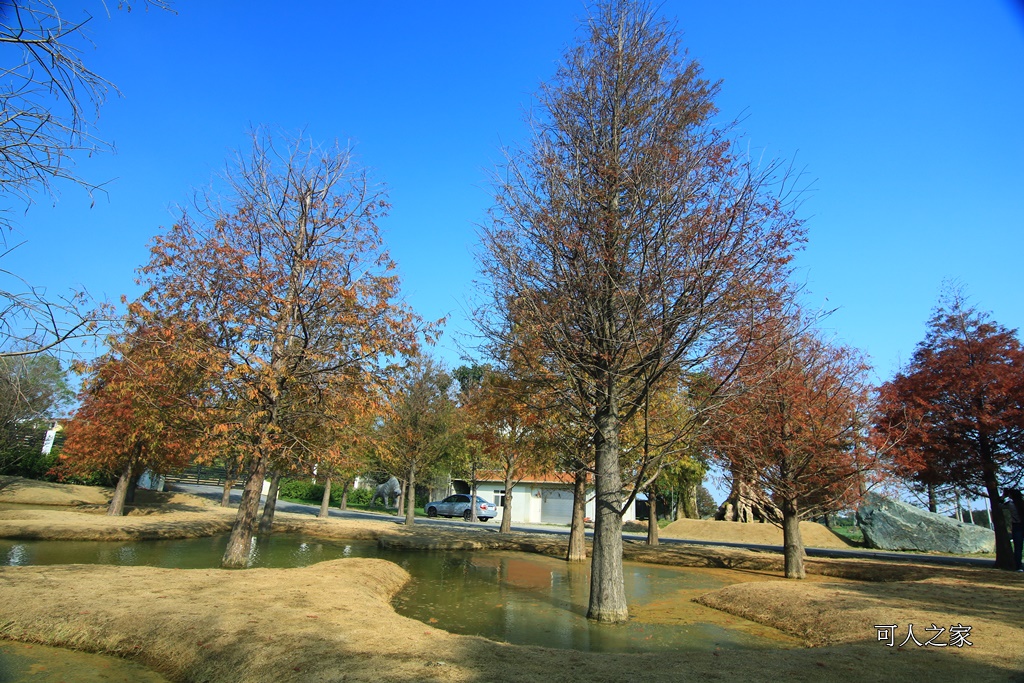 水漾森林,私房秘境,肉與鬆,虎尾一日遊,虎尾旅行,虎尾景點,虎尾私房景點,虎尾落羽松,青埔路落羽松