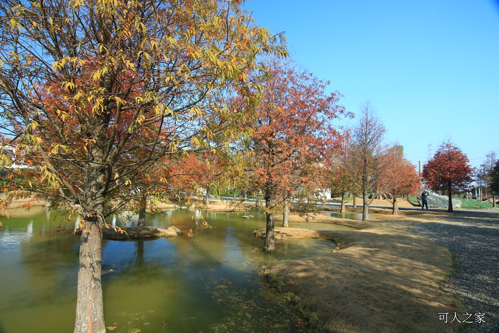 水漾森林,私房秘境,肉與鬆,虎尾一日遊,虎尾旅行,虎尾景點,虎尾私房景點,虎尾落羽松,青埔路落羽松