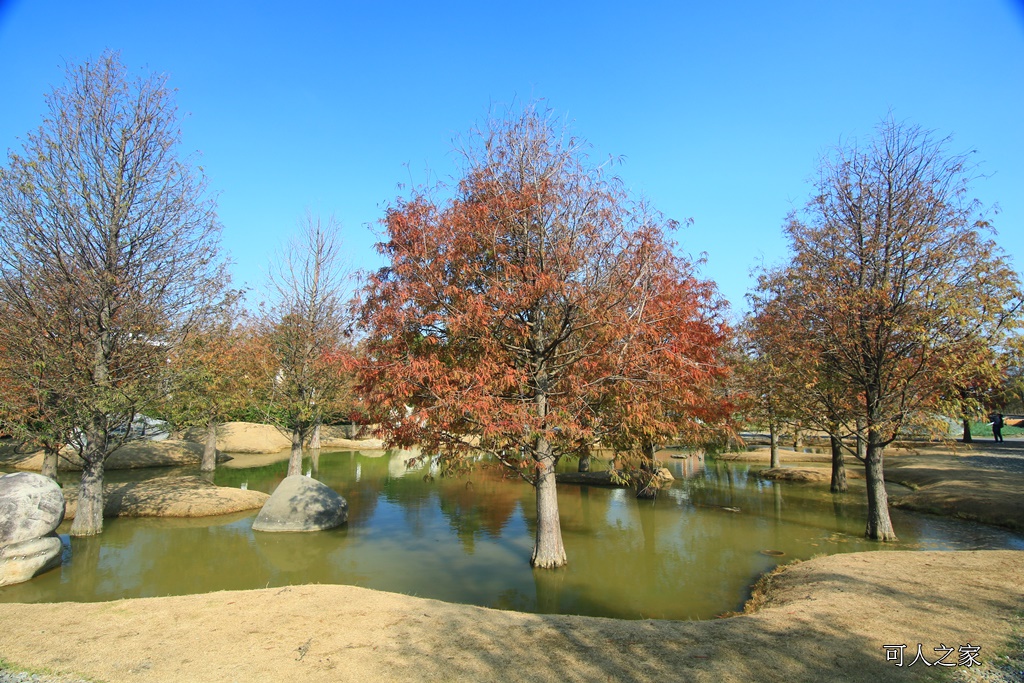 水漾森林,私房秘境,肉與鬆,虎尾一日遊,虎尾旅行,虎尾景點,虎尾私房景點,虎尾落羽松,青埔路落羽松