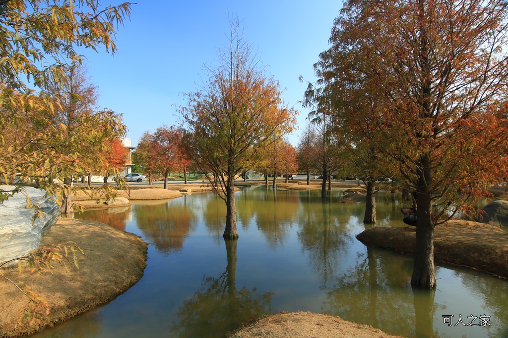 水漾森林,私房秘境,肉與鬆,虎尾一日遊,虎尾旅行,虎尾景點,虎尾私房景點,虎尾落羽松,青埔路落羽松