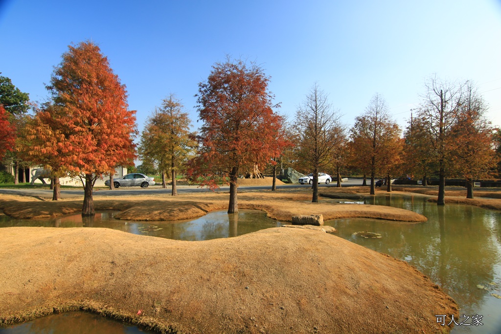 水漾森林,私房秘境,肉與鬆,虎尾一日遊,虎尾旅行,虎尾景點,虎尾私房景點,虎尾落羽松,青埔路落羽松