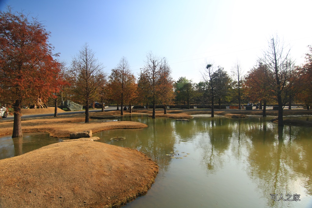 水漾森林,私房秘境,肉與鬆,虎尾一日遊,虎尾旅行,虎尾景點,虎尾私房景點,虎尾落羽松,青埔路落羽松