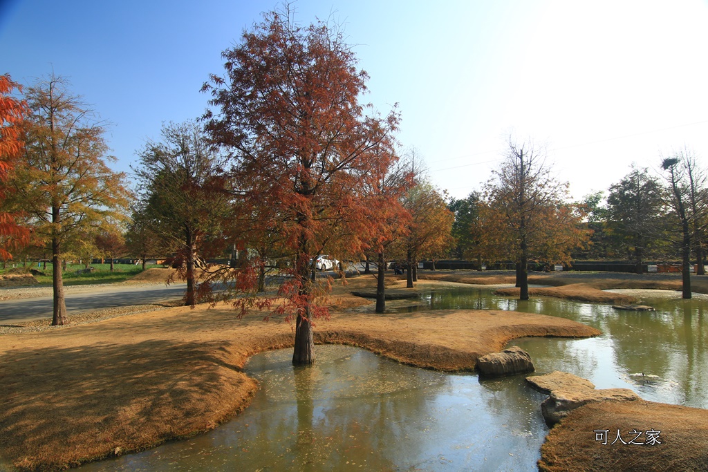 水漾森林,私房秘境,肉與鬆,虎尾一日遊,虎尾旅行,虎尾景點,虎尾私房景點,虎尾落羽松,青埔路落羽松