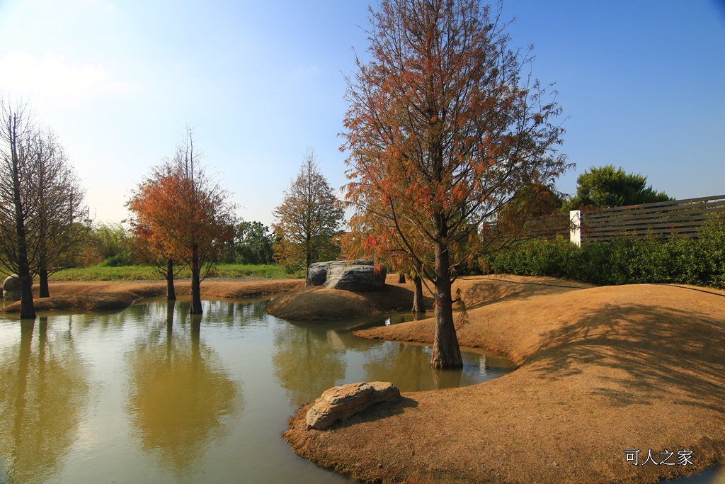 水漾森林,私房秘境,肉與鬆,虎尾一日遊,虎尾旅行,虎尾景點,虎尾私房景點,虎尾落羽松,青埔路落羽松