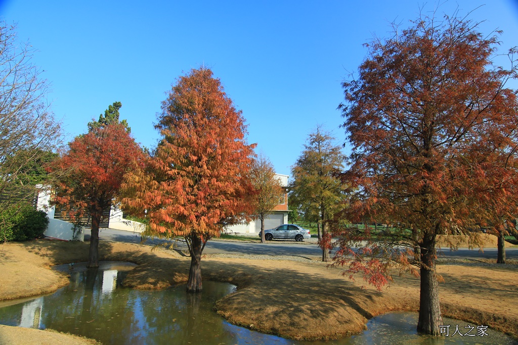 水漾森林,私房秘境,肉與鬆,虎尾一日遊,虎尾旅行,虎尾景點,虎尾私房景點,虎尾落羽松,青埔路落羽松