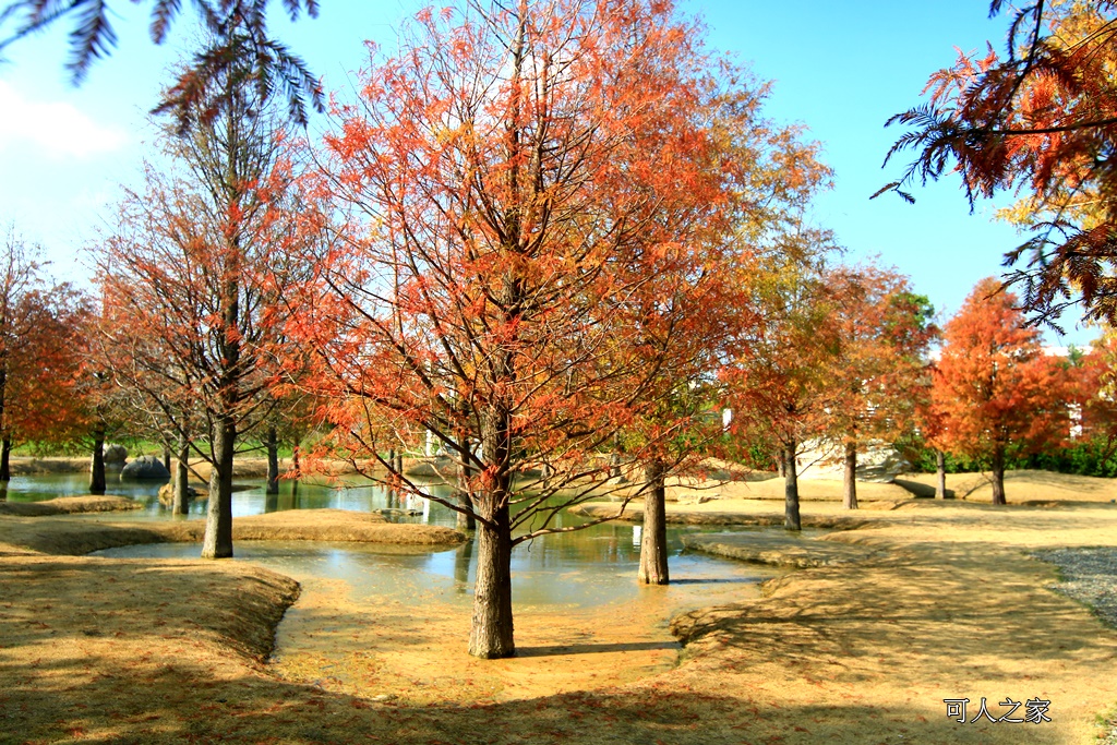 水漾森林,私房秘境,肉與鬆,虎尾一日遊,虎尾旅行,虎尾景點,虎尾私房景點,虎尾落羽松,青埔路落羽松