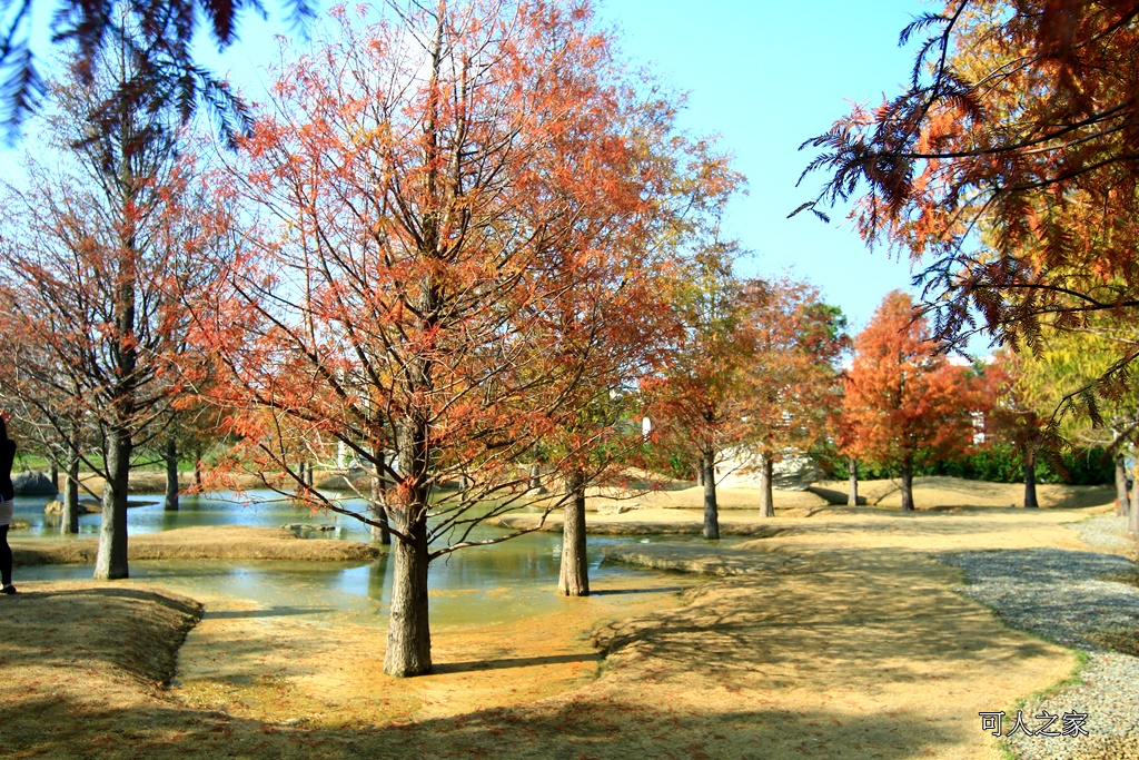 水漾森林,私房秘境,肉與鬆,虎尾一日遊,虎尾旅行,虎尾景點,虎尾私房景點,虎尾落羽松,青埔路落羽松