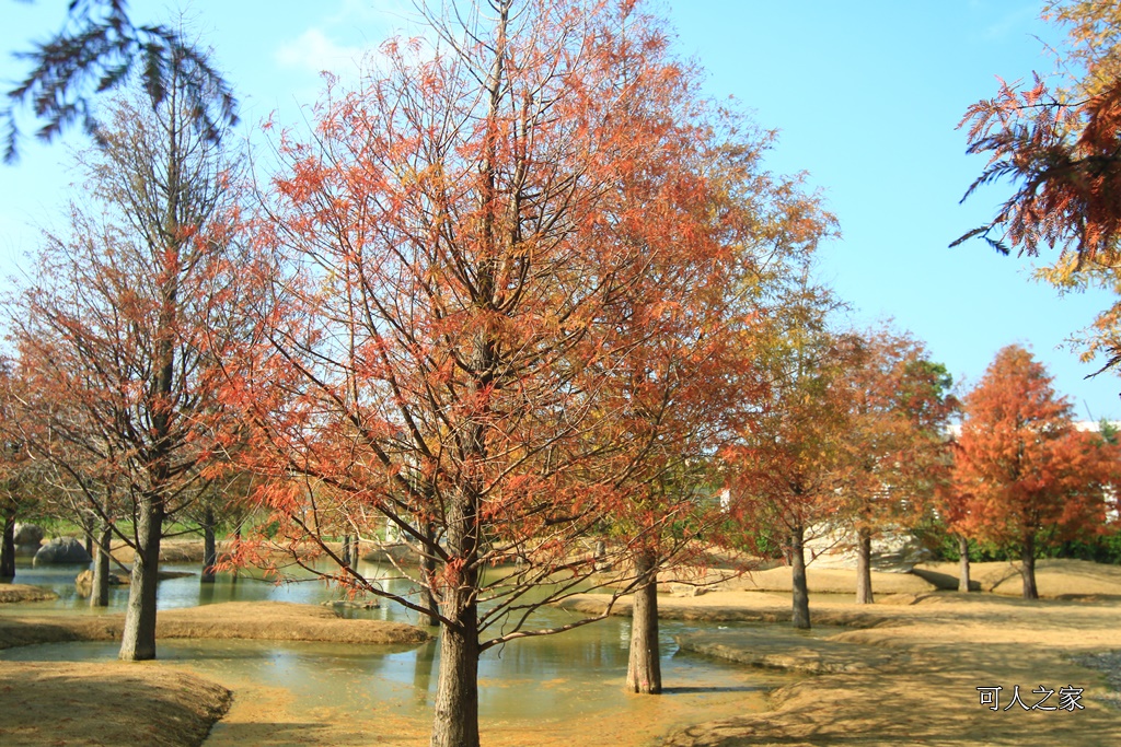 水漾森林,私房秘境,肉與鬆,虎尾一日遊,虎尾旅行,虎尾景點,虎尾私房景點,虎尾落羽松,青埔路落羽松