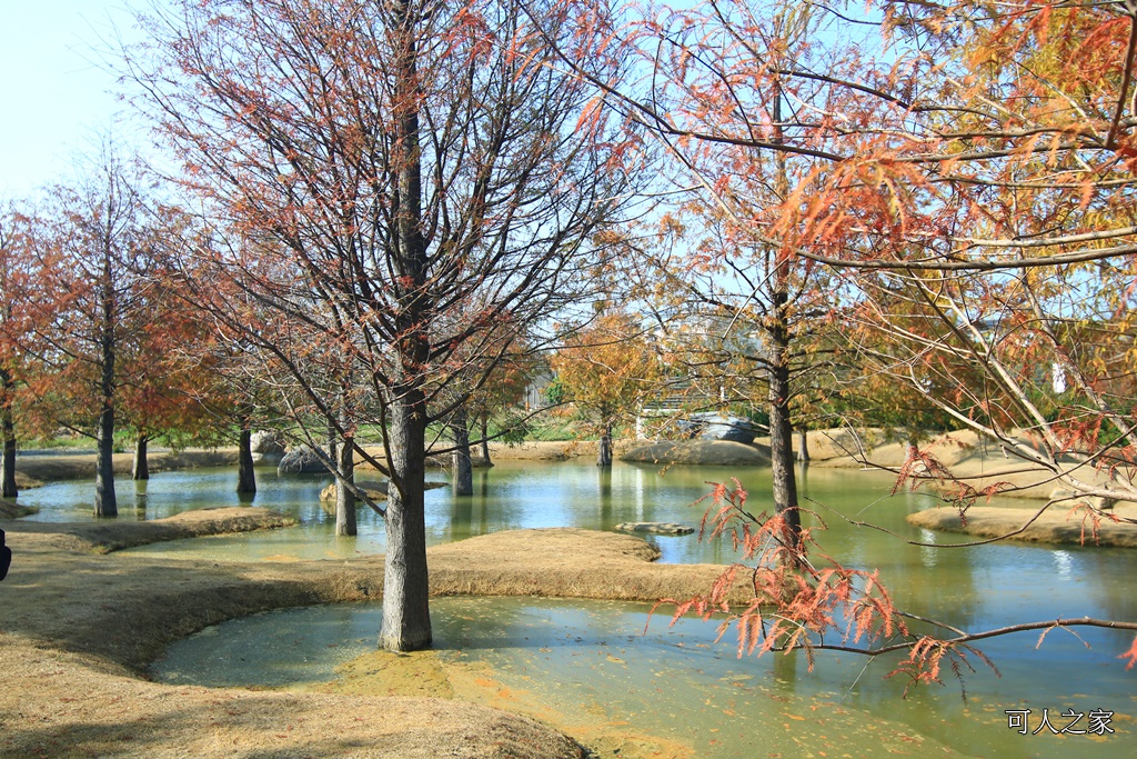 水漾森林,私房秘境,肉與鬆,虎尾一日遊,虎尾旅行,虎尾景點,虎尾私房景點,虎尾落羽松,青埔路落羽松