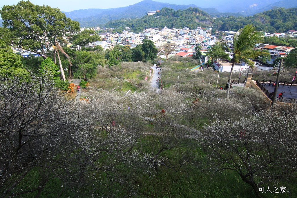 全家出遊踏青,嘉義景點,季節性花景,梅山公園,梅山梅花,賞梅景點